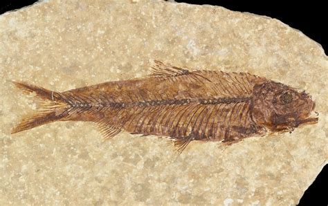 wyoming fish fossils.